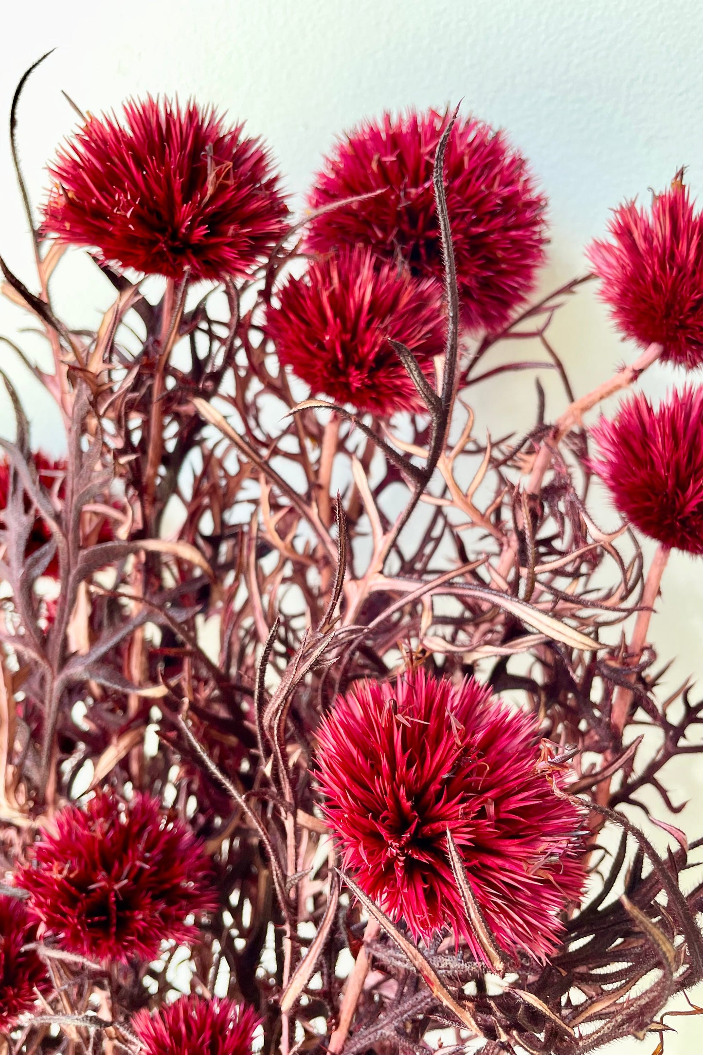 Echinops Burgundy Color Preserved Bunch